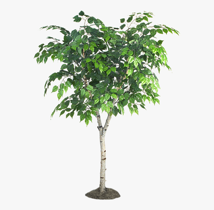 Fig Tree Png, Transparent Png, Free Download