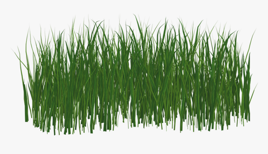 Grass,green,plant,grass Family,wheatgrass,red Pine,fodder,artificial - Transparent Png Format Grass Png, Png Download, Free Download