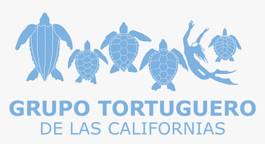 Grupo Tortuguero De Las Californias, HD Png Download, Free Download