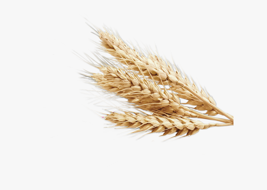 Wheat Png Image - Wheat Png, Transparent Png, Free Download