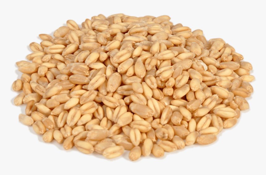 Wheat - Зерно Пнг, HD Png Download, Free Download