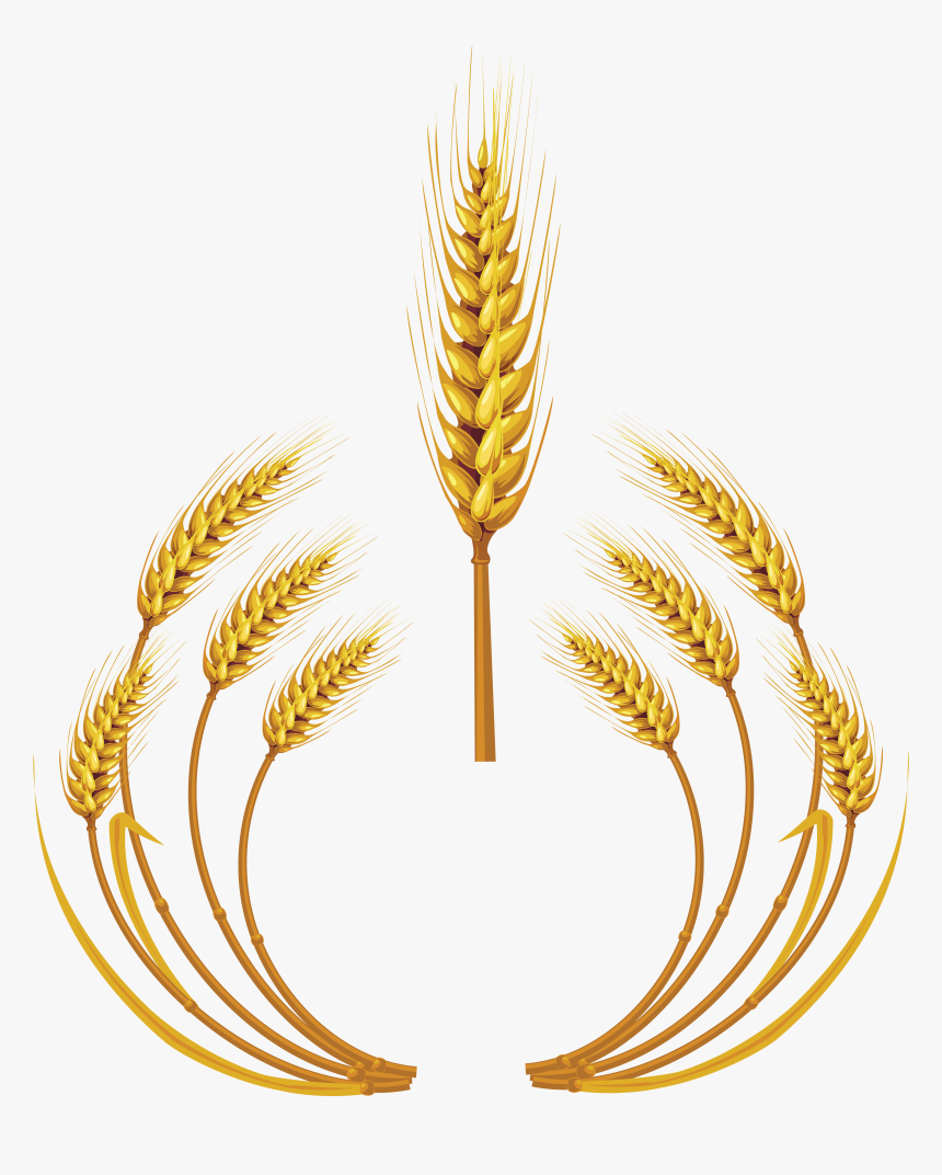 Wheat Logo PNG Image, Wheat Logo, Colored, Colorless, Wheat PNG Image For  Free Download | Trigo vetor, Vetores, Trigo