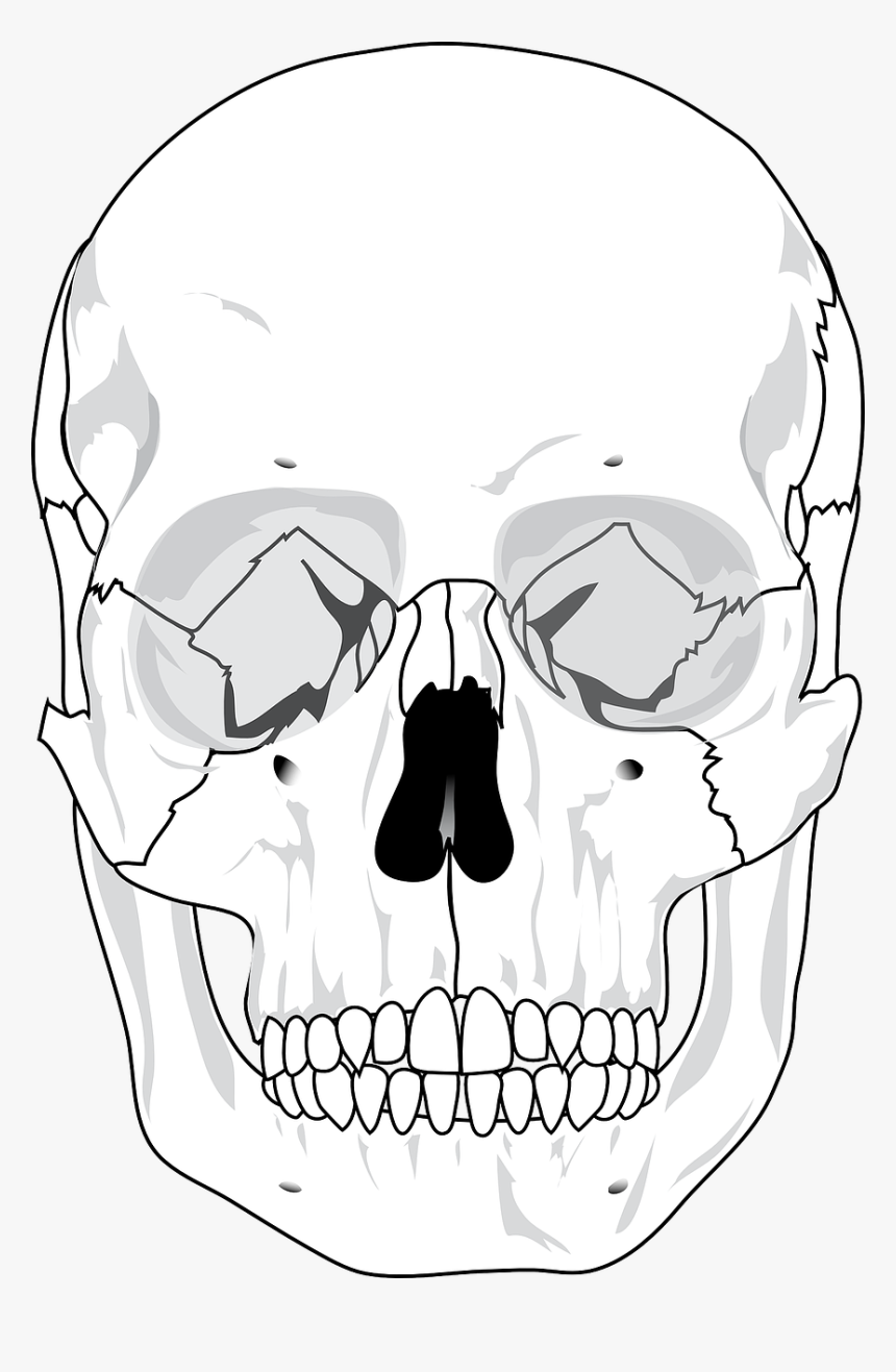 Skull Free Stock Photo Human Skull Diagram Blank, HD Png Download