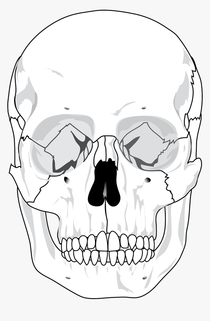 Printable Blank Skull Diagram