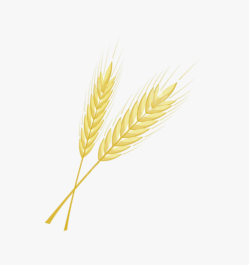 Wheat Barley Clipart Bunch Free On Transparent Png - Einkorn Wheat, Png Download, Free Download