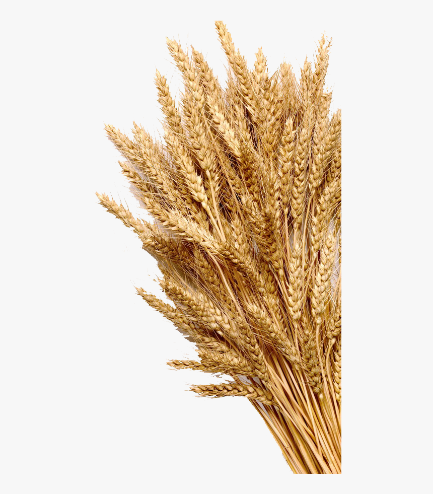 Wheat Mature Photography Grain Cereal Ear Whole Clipart - Wheat Grains, HD Png Download, Free Download