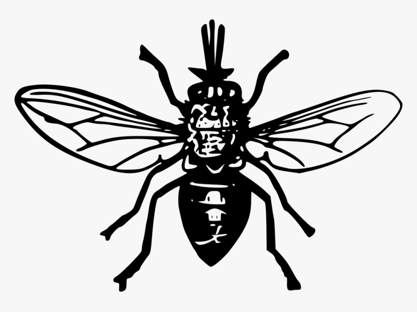 Animales Mosca Insectos Tse Tse Tsetse Fly Clipart Hd Png Download Kindpng