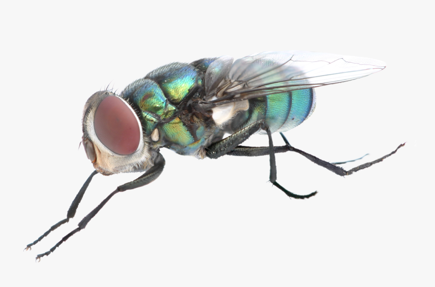 Mosca - Moscas .png, Transparent Png, Free Download