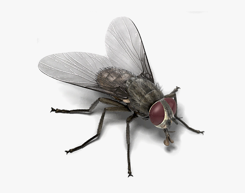 House Fly Memes , Png Download - Fly Animation, Transparent Png, Free Download