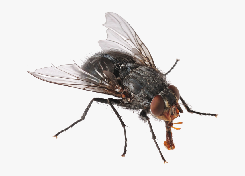 Garrapatas - Fly Hd Png, Transparent Png, Free Download