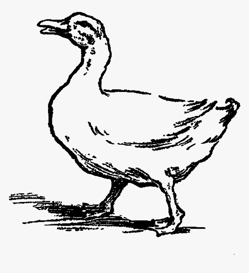 Clip Art Farm Duck Black N White, HD Png Download, Free Download