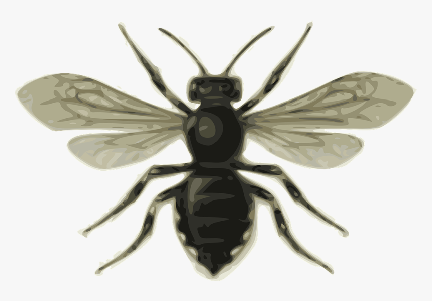 Transparent Alas Negras Png - Bee Clip Art, Png Download, Free Download