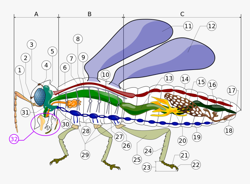 Insect Circulatory System, HD Png Download, Free Download