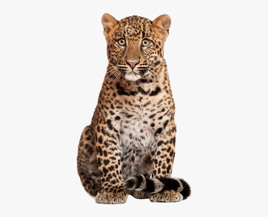 Leopard, HD Png Download, Free Download