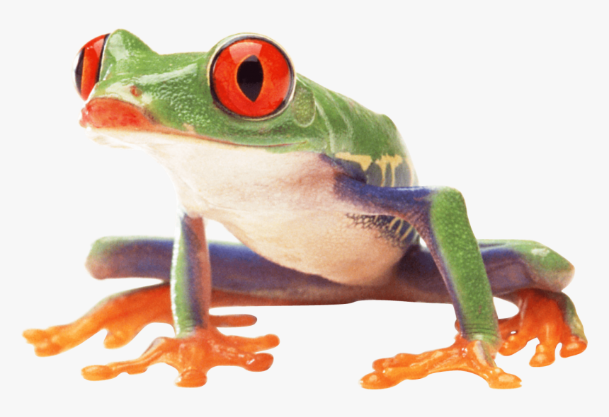 Poisonous Frog Png Image, Transparent Png, Free Download