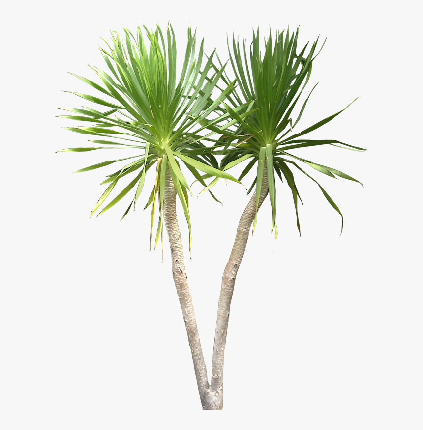 Thumb Image - Png Image Tropical Plant, Transparent Png, Free Download