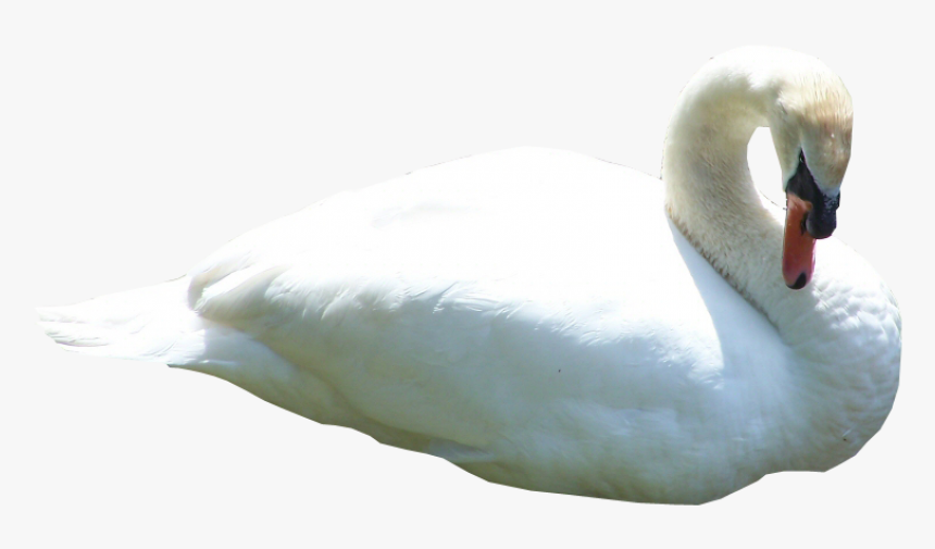 Swan Png, Transparent Png, Free Download