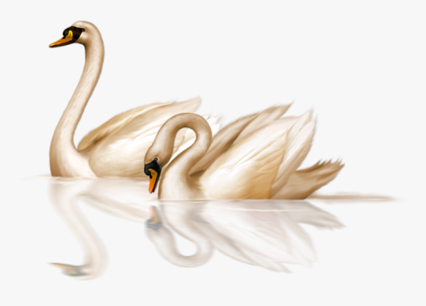 Swans Png Transparent, Png Download, Free Download