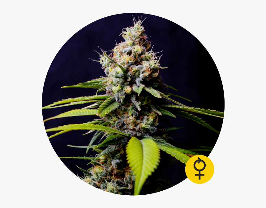 Blueberry 420 Auto Feminised Cannabis Seeds - Blueberry 420 Auto The Bulldog Seeds, HD Png Download, Free Download