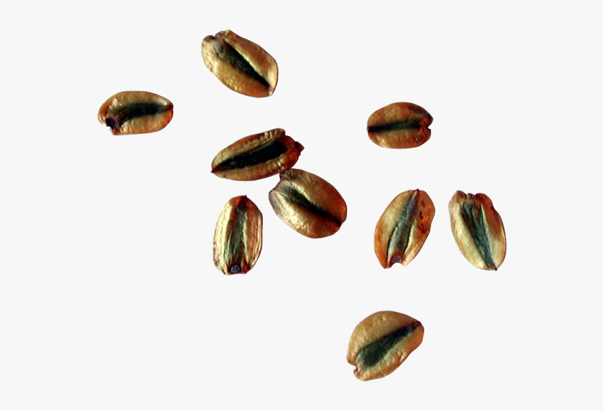 Sequoia Seeds - Seed, HD Png Download, Free Download