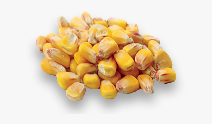 Corn Kernels, HD Png Download, Free Download