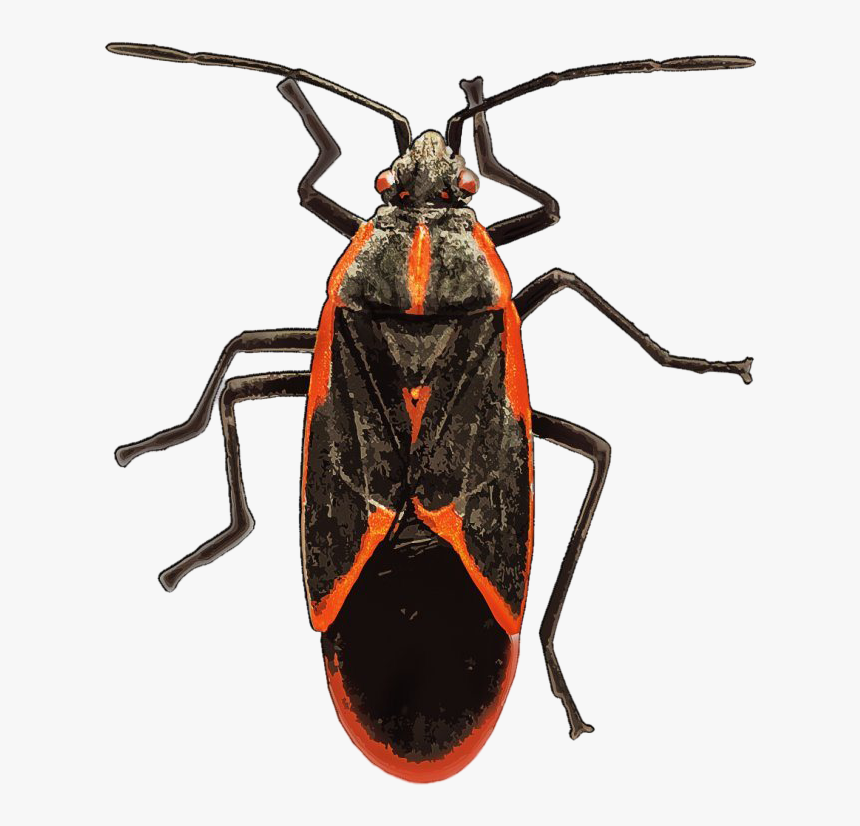 True Bug Insect Png Free Download - Box Elder Bug, Transparent Png, Free Download