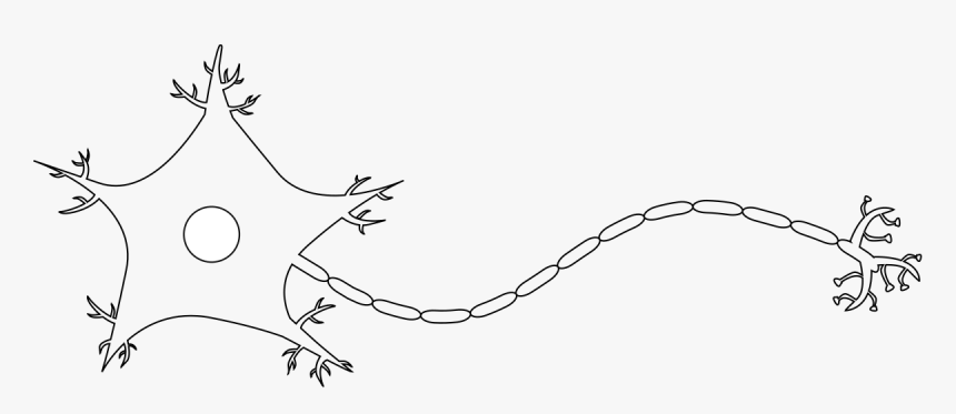 Drawing Of A Neuron, HD Png Download, Free Download