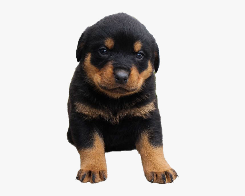 Rottweiler Puppy - Rottweiler, HD Png Download, Free Download