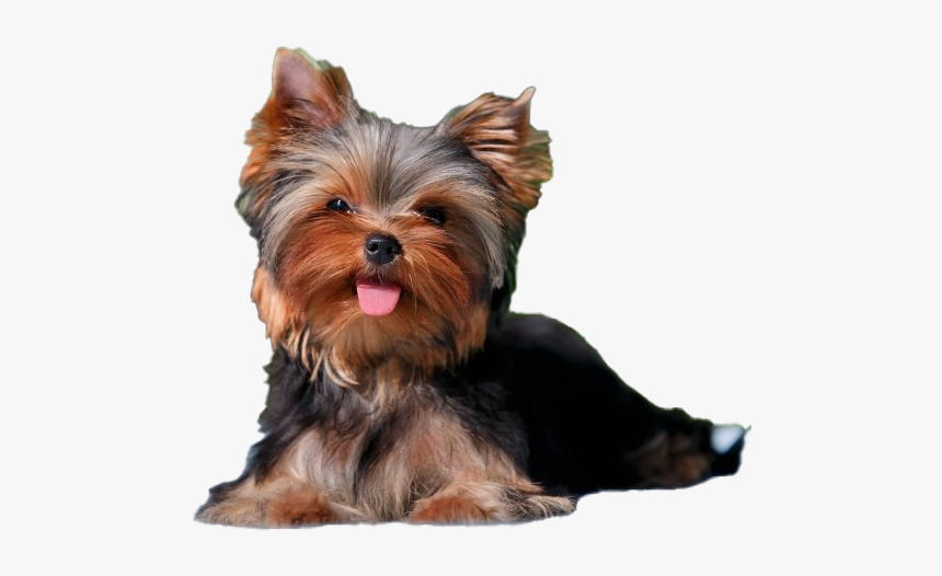 Yorkshire Terrier Puppy Png File - Yorkie Full Grown, Transparent Png, Free Download