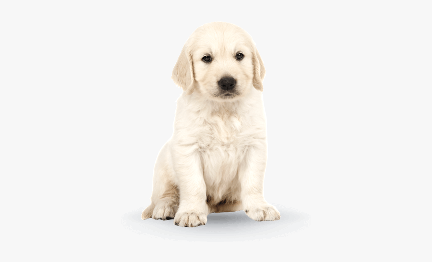 Labrador Retriever, HD Png Download, Free Download