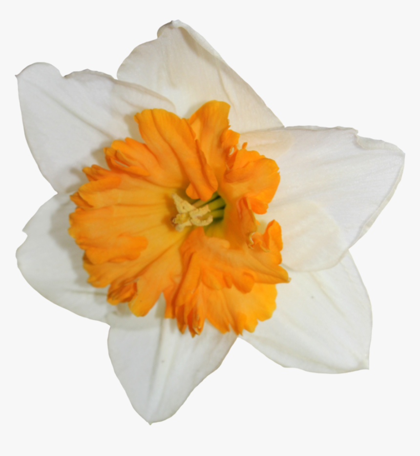 Daffodil Transparent Image - Daffodil, HD Png Download, Free Download