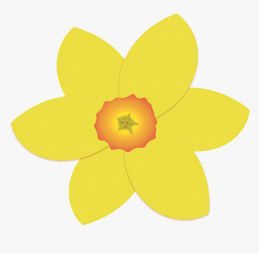 Single Daffodil - Dicotyledon, HD Png Download - kindpng