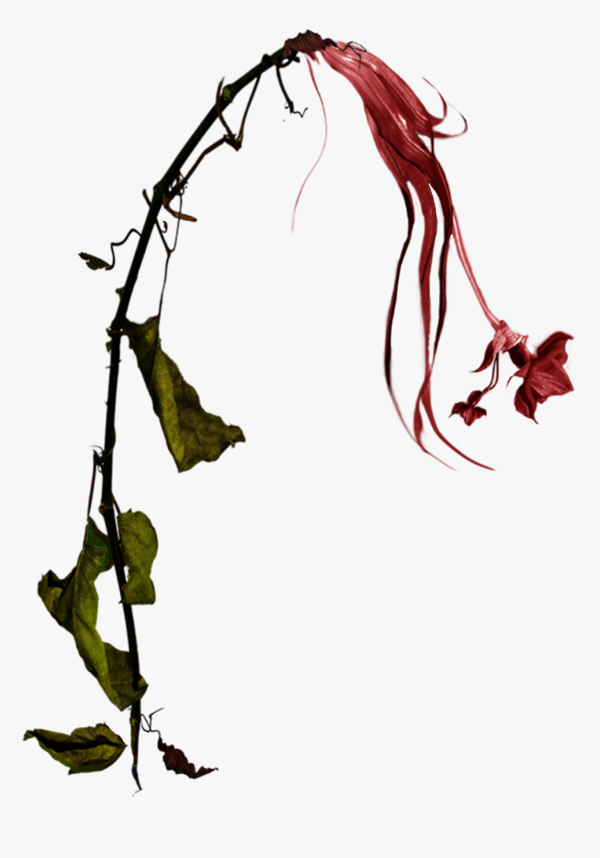 Wilted Red Daffodil Stock Photo Png By - Wilting Flowers Png, Transparent Png, Free Download