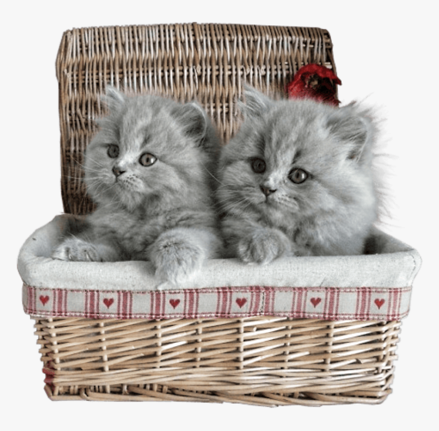 Free Png Small Kittens In Basket Png Images Transparent - Persian Kitten In Basket, Png Download, Free Download