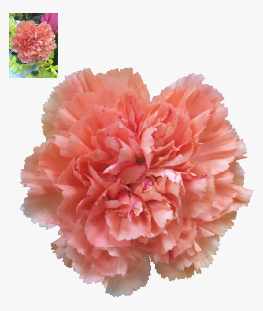 Carnation Png , Png Download - Carnation Png, Transparent Png, Free Download