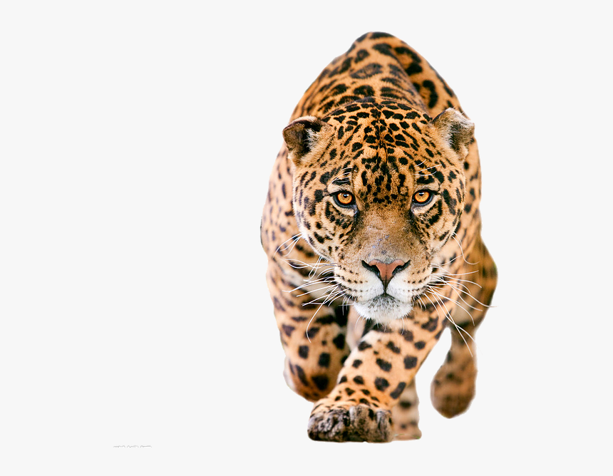 Jaguar Png , Png Download - Jaguar Png, Transparent Png, Free Download