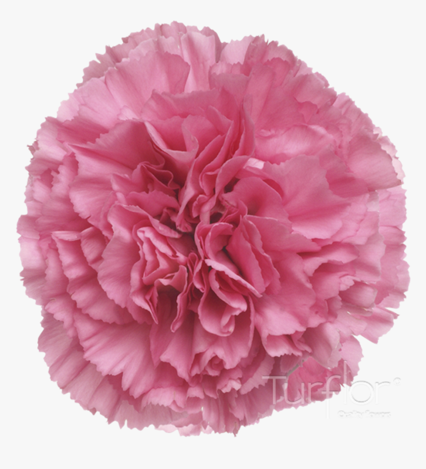 Carnation, HD Png Download, Free Download