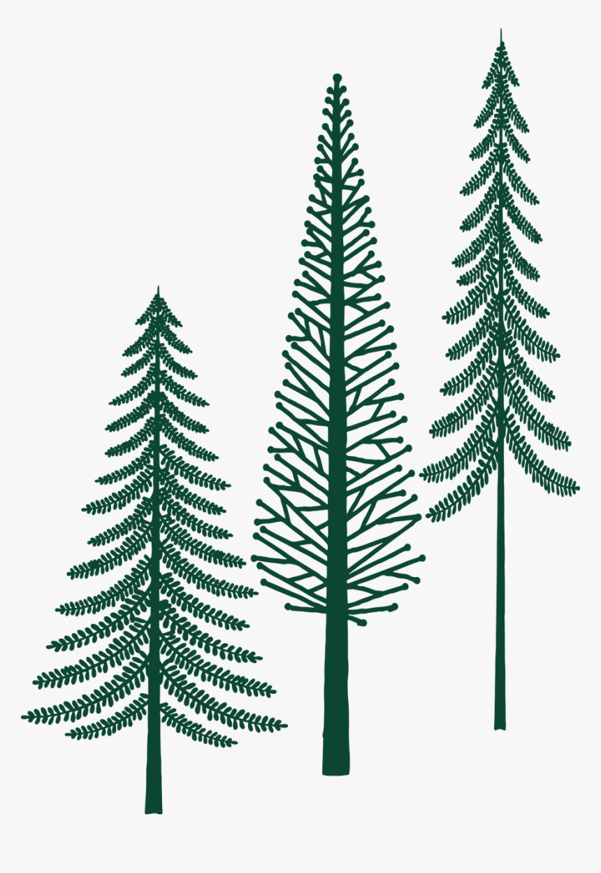 White Pine, HD Png Download, Free Download