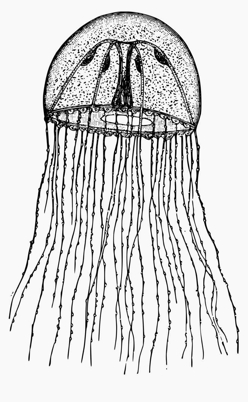 Medusa Of Hydrozoa Clip Arts - Hydrozoa Png, Transparent Png, Free Download
