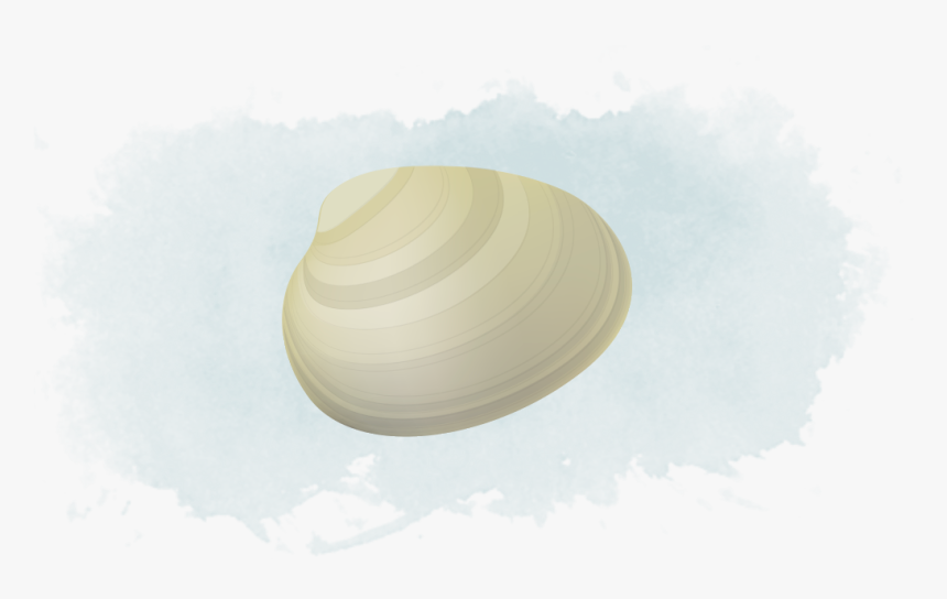 Transparent Clams Png - Baltic Clam, Png Download, Free Download