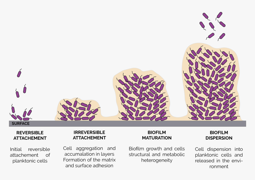 Stages Of Biofilm Formation, HD Png Download, Free Download