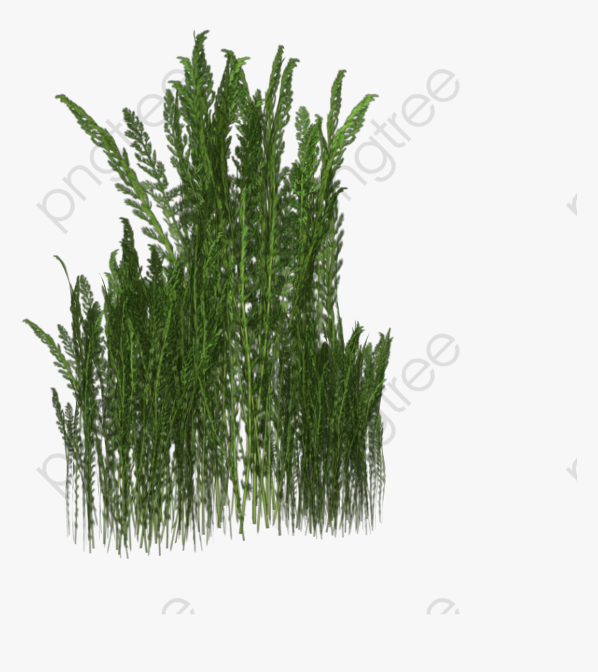 A Bunch Of Weeds, Weed, Meadow, Underbrush Png Transparent - Transparent Weeds Png, Png Download, Free Download