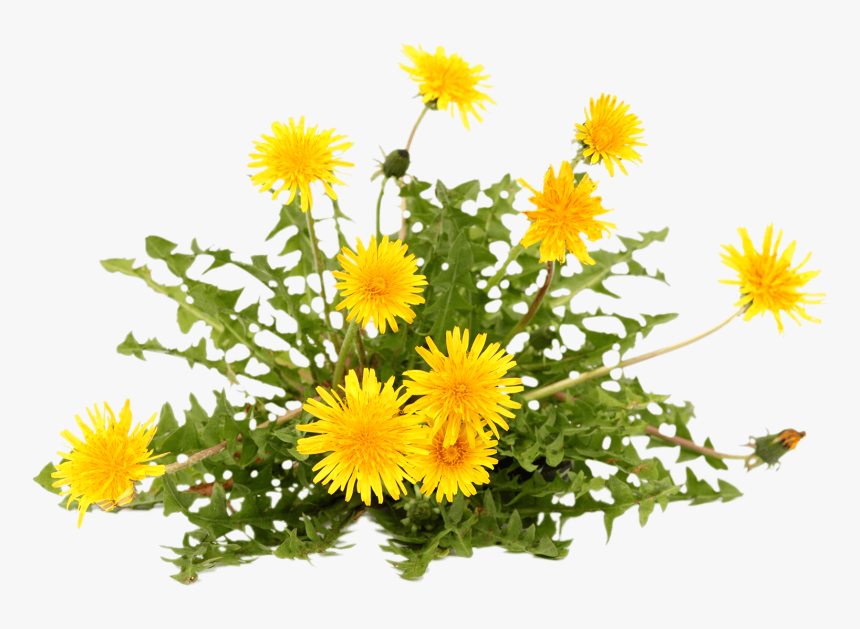 Dandelion Flower With White Background, HD Png Download, Free Download