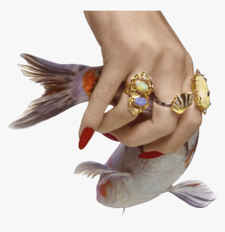 Fish With Hand Png, Transparent Png, Free Download