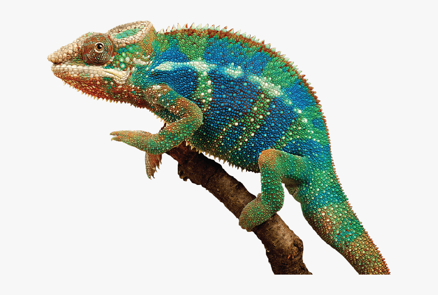 904244688, Chameleon, V - กิ้งก่า คา เม เลี่ยน Png, Transparent Png, Free Download