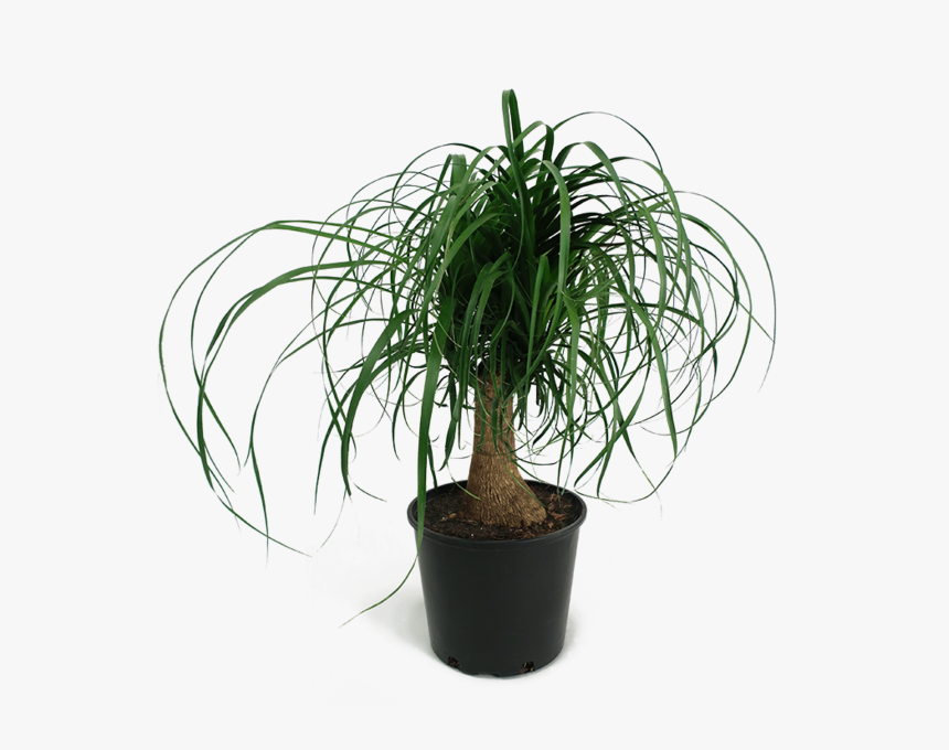 Houseplant, HD Png Download, Free Download