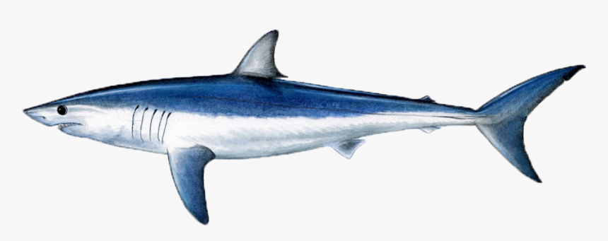 Sea, Fish - Mako Shark Clipart, HD Png Download, Free Download