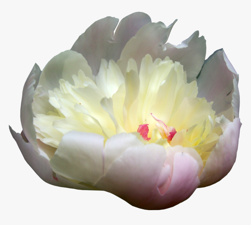 Download Peonies Png Picture - Peony, Transparent Png, Free Download