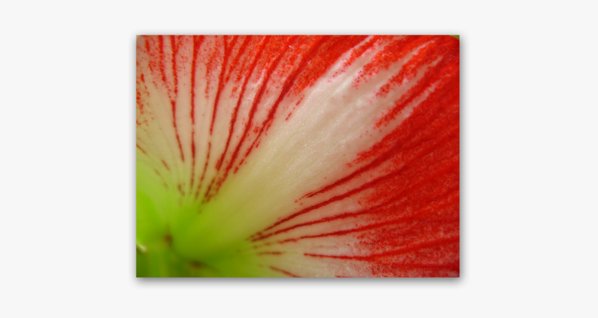 Red Lines - Petunia, HD Png Download, Free Download