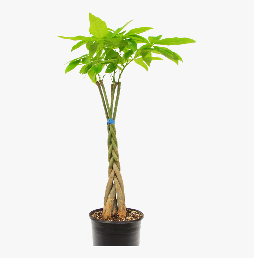 Houseplant, HD Png Download, Free Download